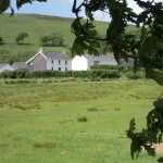 Merlin Oak